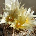 Turbinicarpus flaviflorus