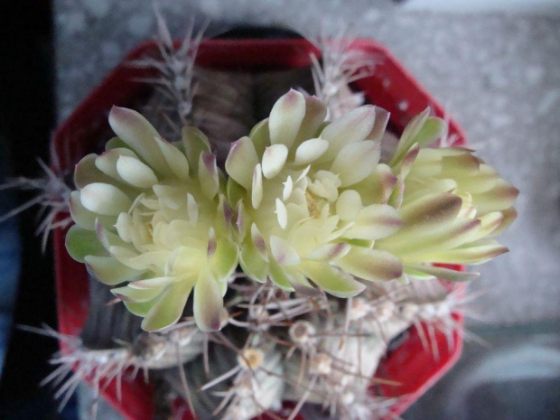 Gymnocalycium mihanovichii