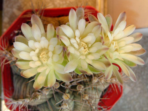 Gymnocalycium mihanovichii