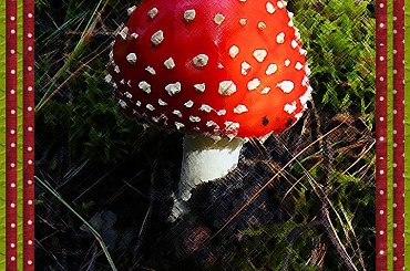 Pomaluj mój świat... #namalowane #grafika #muchomor #grzyby