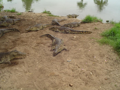 Reszta z bogatej kolekcji krokodyli z Pozdrowieniami od bbdelta dla wszystkich uczestników wycieczki . Crocodile Farm. Poproszę Justynkę o obiecane gorące fotki z Kuby i Chin
