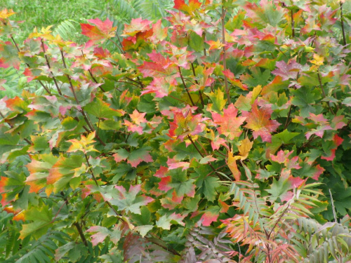 Barwy jesieni2 #drzewa