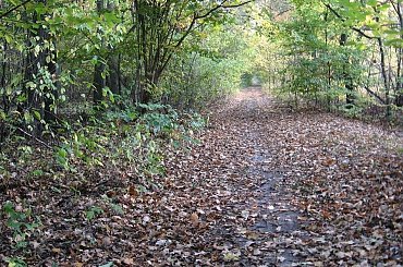 tunel z jesieni #Puszcza #jesień