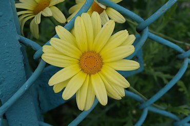 #kwiaty #roza #olympus #przyroda #piotrkow #PiotrkowTryb