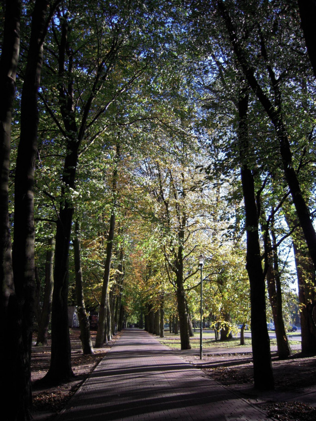Droga z drzewami #DrzewaDrogaLiścieSłońce