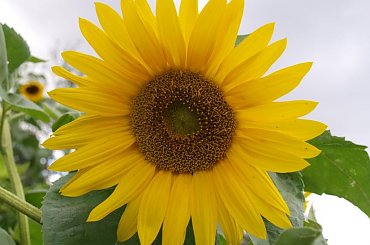 #kwiaty #roza #olympus #przyroda #piotrkow #PiotrkowTryb