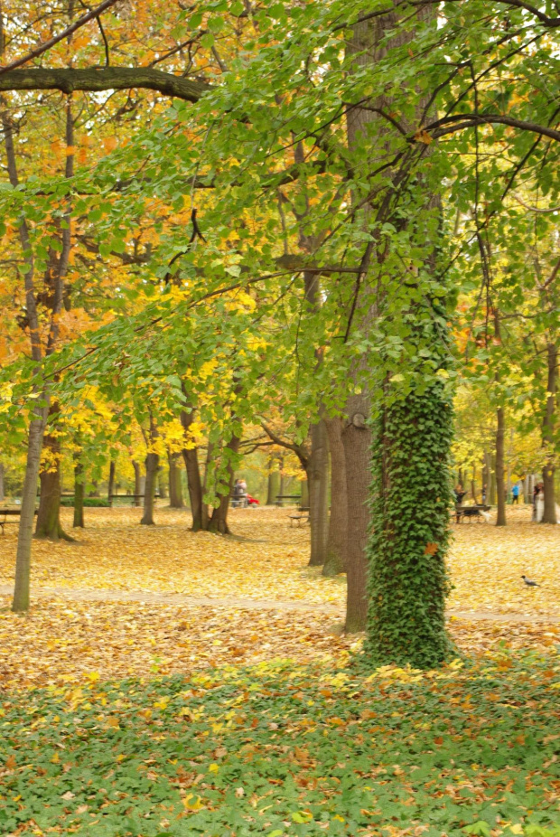 Park jesienią #DrzewaParkJesień