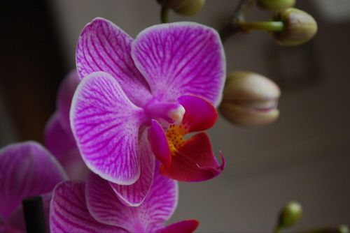 Satter Orchids