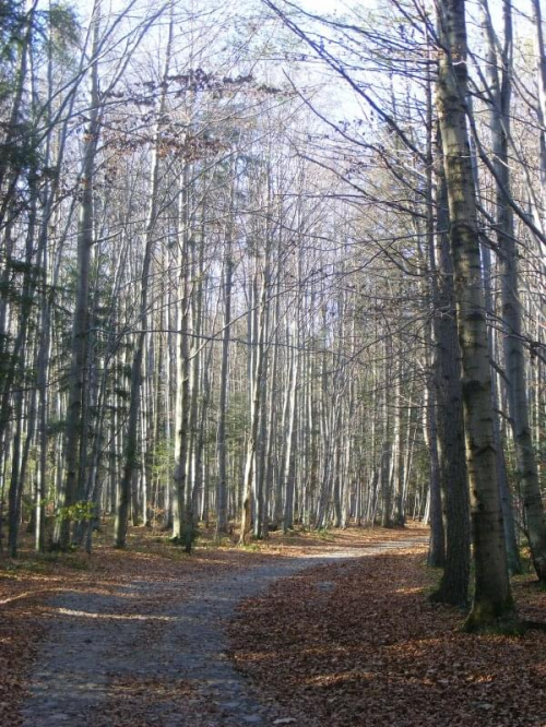 BABIA GÓRA 10.2008