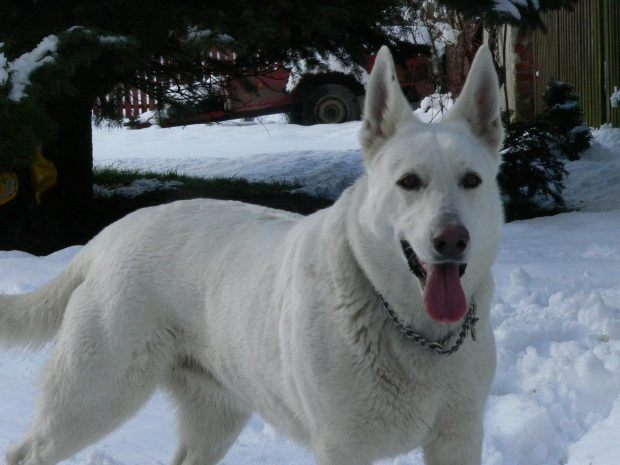 Star of Tiger BERTA (KAMA) #BiałyOwczarekSzwajcarski