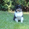 BLACK STONE Vesca Montana #sheltie