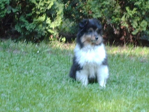 BLACK STONE Vesca Montana #sheltie