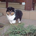 BLACK STONE Vesca Montana #sheltie