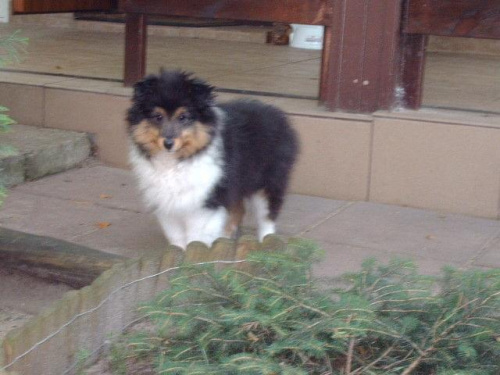 BLACK STONE Vesca Montana #sheltie