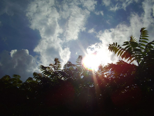 Widoczek :) #przyroda #widoczek #widok #niebo #słońce #drzewa