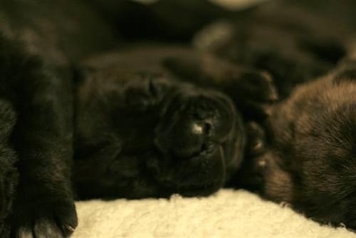 cane corso - cohors