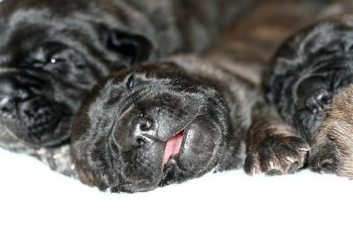 cane corso - cohors