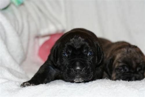 cane corso - cohors