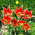 #tulipany #kwiat #wiosna