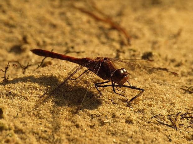 Szablak podobny - Sympetrum striolatum