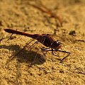 Szablak podobny - Sympetrum striolatum