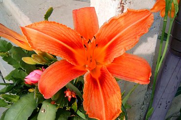 kwiat #kwiat #natura #róża #wyostrzone #sharpen #dokładność #piękno #cud #sad #zakwit #drzewko #wioska #czerwien