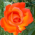 kwiat #kwiat #natura #róża #wyostrzone #sharpen #dokładność #piękno #cud #sad #zakwit #drzewko #wioska #czerwien