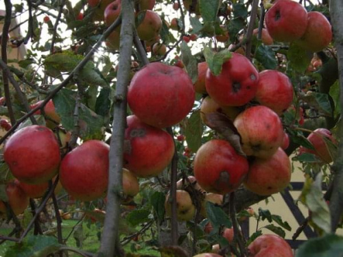 jesienna jabłonka #jabłka #jabłonka #jesienne #drzewo