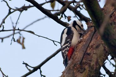 dzięcioł duży #dzięcioł #DzięciołDuży