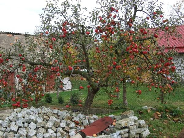 jesienna jabłonka #jabłka #jabłonka #jesienne #drzewo