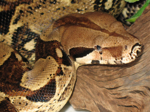 Boa dusiciel constrictor