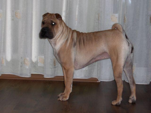 nasza Lunka wiosną 2007 #SharPei