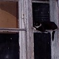 cat & window