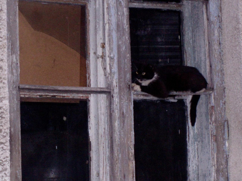 cat & window