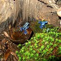 niebieskie żabki. #żaba #żaby #natura #przyroda #ciekawe