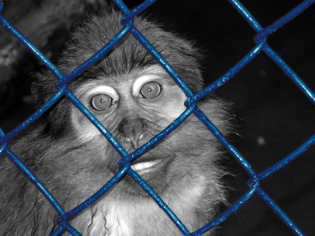 wolności... #zwierzęta #małpka #natura #kraty #więzienie #ciekawe