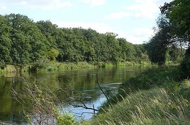 Brzeg rzeki "Warta" - okolice Śremu #rzeka #warta #Śrem