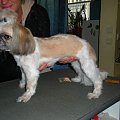 shih tzu Figa