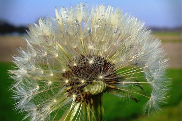 #latawiec #dmuchawiec #krople #kropla #jesień #wieś