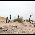umarłe drzewa, wydma łącka #Łeba #plaża #morze #wydmy