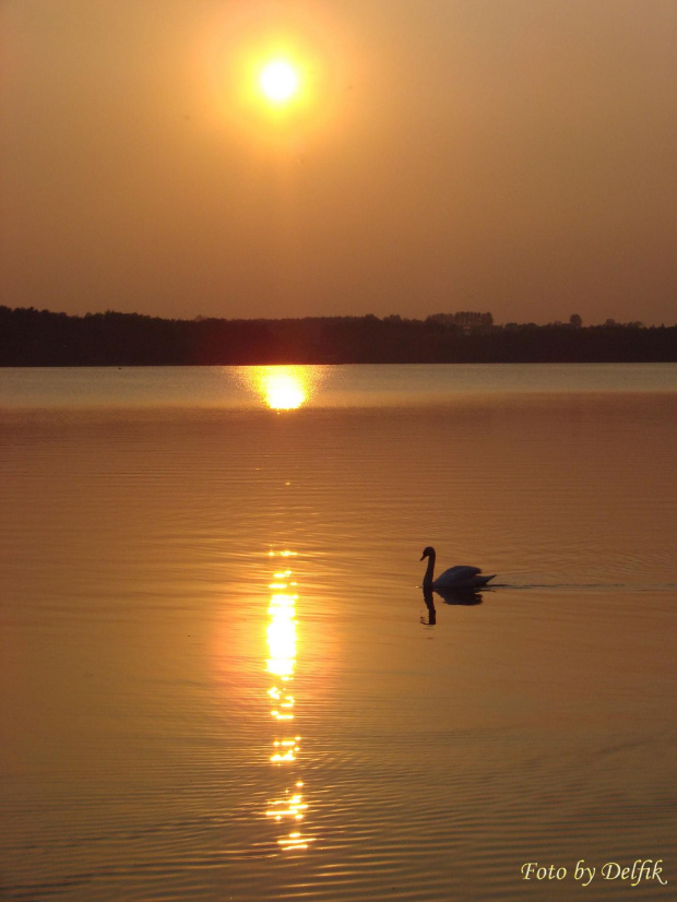 #ZachódSłońca #jezioro #zalew #łabądź
