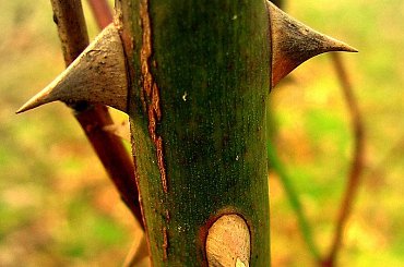 Grudniowy ogród #kolce #ogród #rośliny #róże