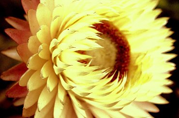 Grudniowy ogród #kwiaty #ogród #suszki