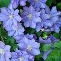 clematis