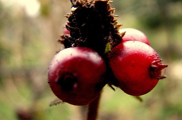 Grudniowy ogród #ogród #grudzień
