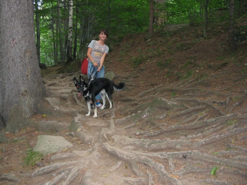góry 2007
piękne te korzenie.... #pies #psy #zwierzęta #góry #wycieczki