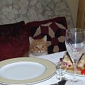 Świąteczne sniadanie Pusi #Pusia #kot #zwierzęta #przyroda #Franciszek #Rochowczyk