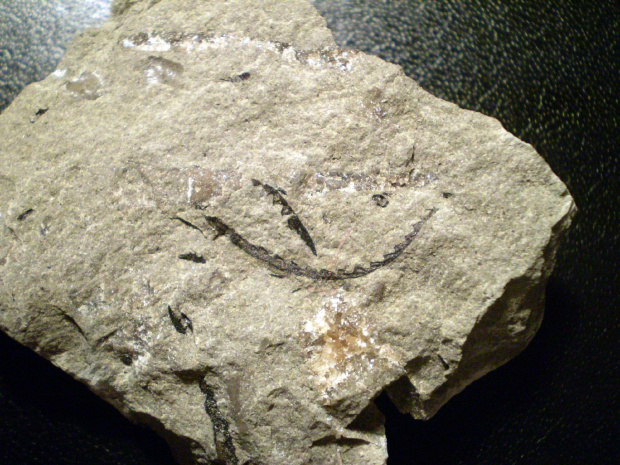 Graptolit Cyrtograptus sp. Długość osobnika ( większy ) - 1,9 cm . Wiek : środkowy sylur ( wenlok ) . Data znalezienia : 2003 .