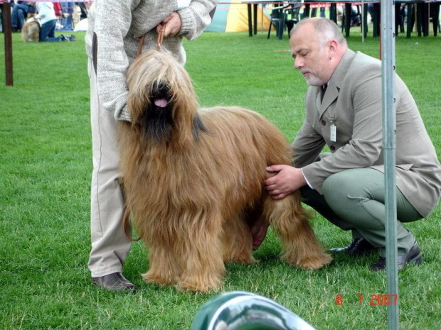 #briard #briardy #pies #psy #wystawa