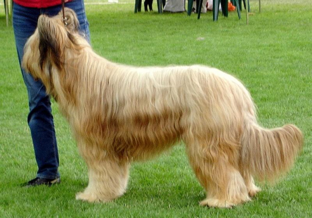 #briard #briardy #pies #psy #wystawa